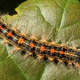 Illustration for article titled Scientists identify gene responsible for zombie caterpillars